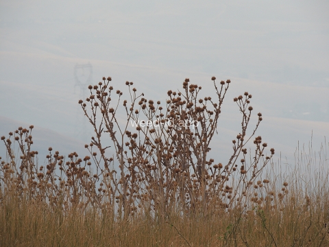 thistle, Scotch